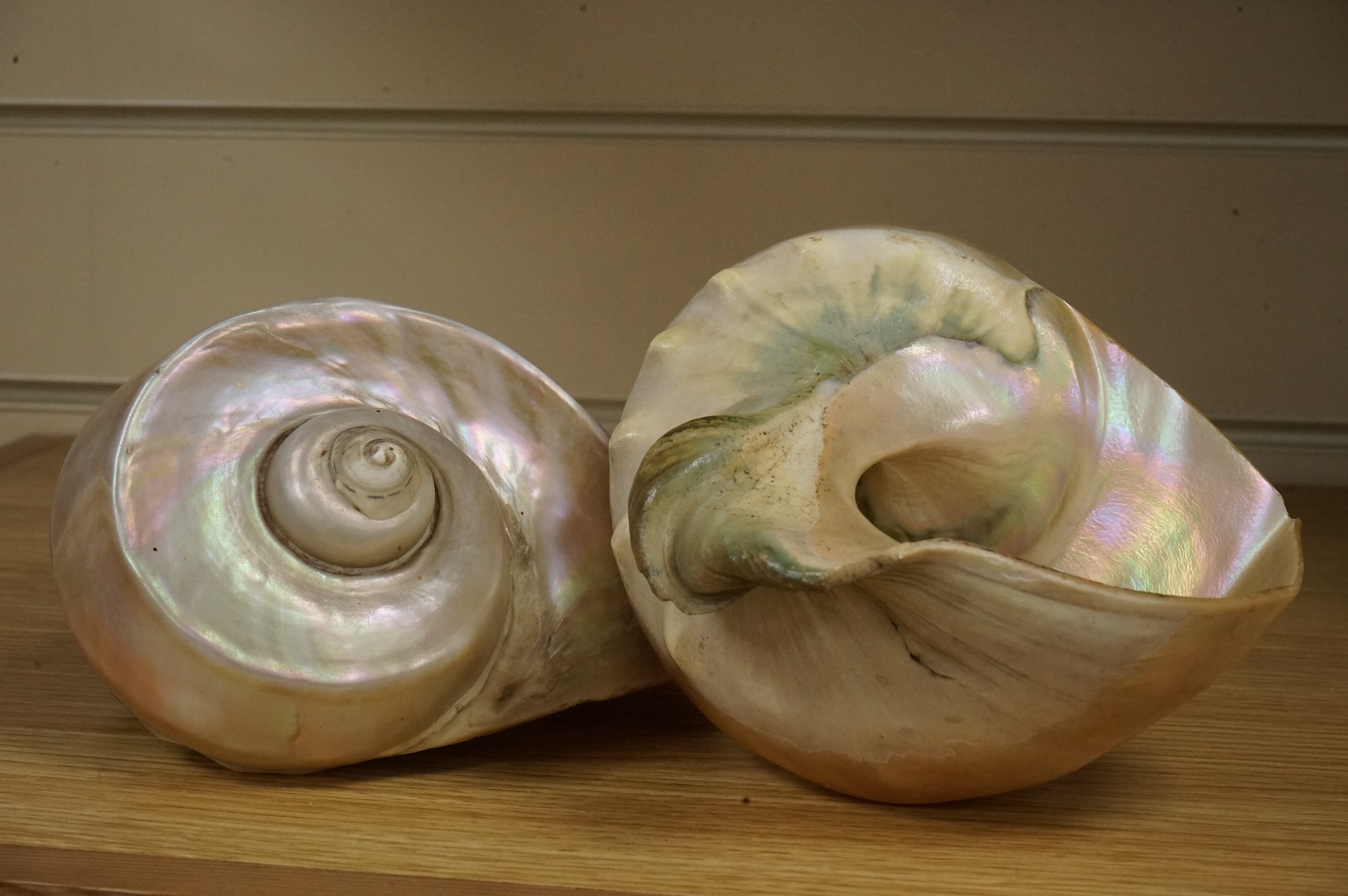 A pair of Turbo Marmoratus shells, each approximately 16cm wide.